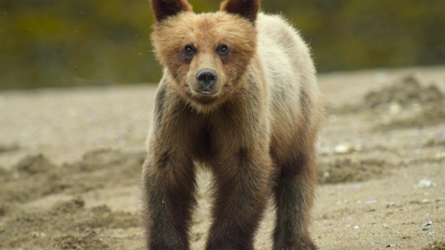 Click to watch 'Stepping Up' (popup) Wild Babies
